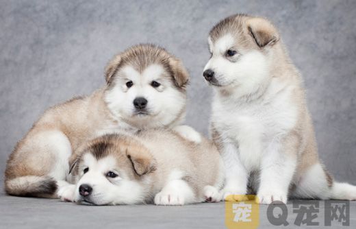 幼犬怎样预防皮肤?。?>
                                    <span id=